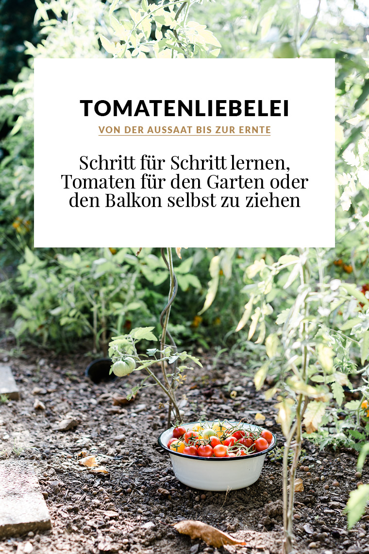 Von der Aussaat bis zur Ernte: Schritt für Schritt lernen, Tomaten für den Garten oder den Balkon selbst zu ziehen
