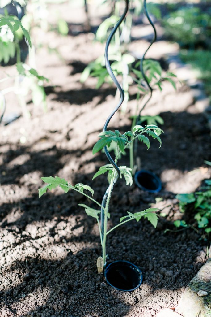 Tomatenliebelei Von der Aussaat bis zur Ernte. Teil 4 Tomaten