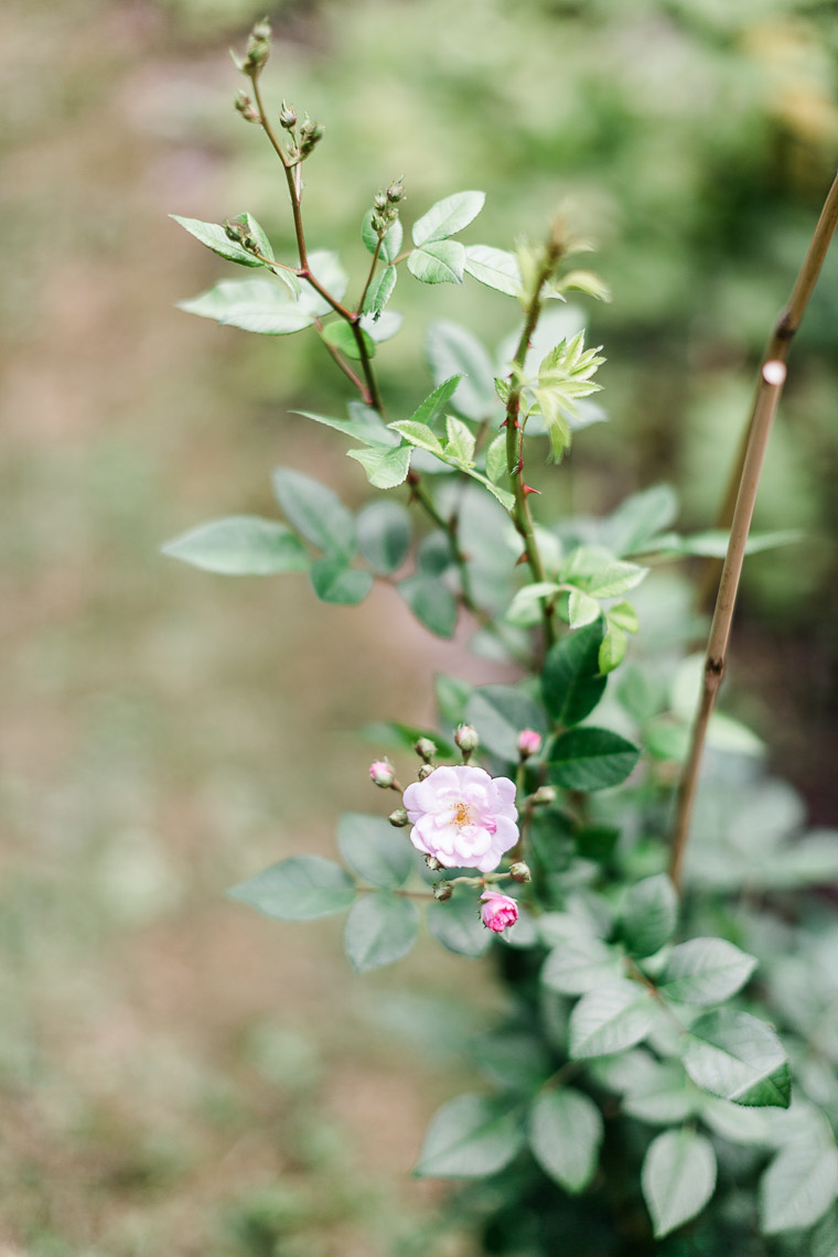 Rose Perennial Blush