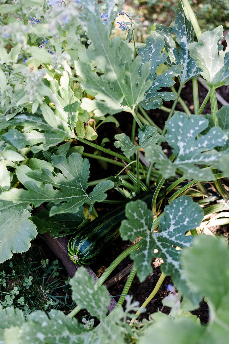 Zucchini im Beetkasten